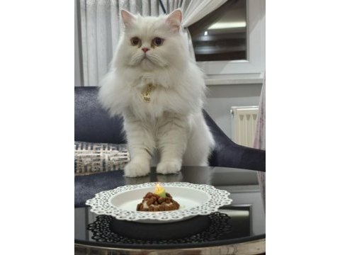 Chinchilla cinsi kedisi
