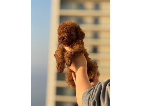 Kore kan toy poodle bebeklerimiz mevcut