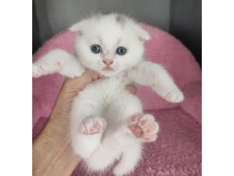 Safkan üretim kedimiz