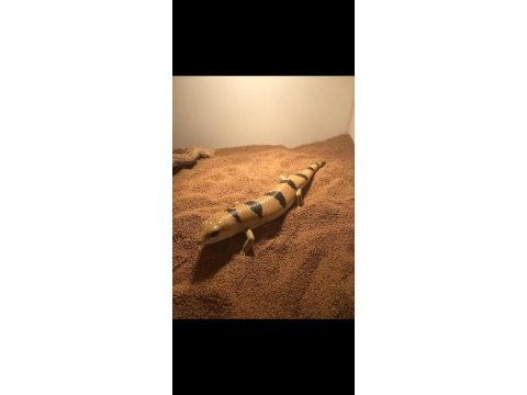 Peters banded skink faturalı evraklı şekilde
