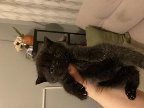 Yavru british shorthair kedilerim