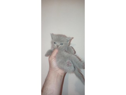 Safkan british shorthair bebekler
