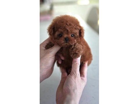 Toy poodle safkan