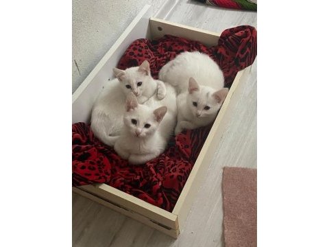 Ücretsiz sahiplendirilecek yavru kediler