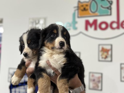 Petmode köpek çiftliğinden bernese dog yavrular