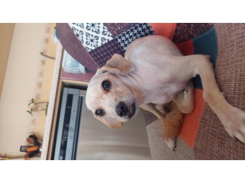 10 aylık dişi maltese terrier (aşırı sevgi dolu)