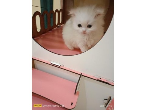 Scottish fold yavrularım