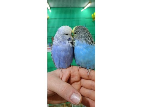 Jumbo muhabbet kuşu yavrular