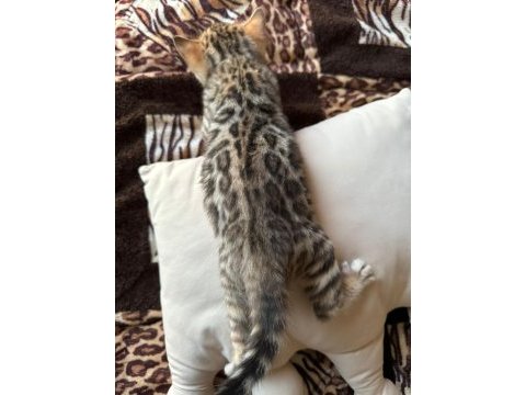 Küçük bengal kedisi kaplanlar