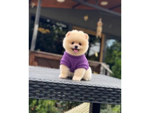 Sağlık ve ırk garantili pomeranian