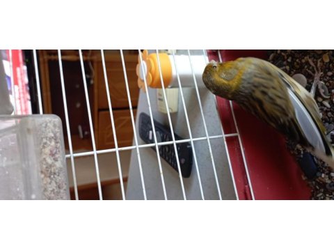 Anne baba ve yavrusu takım kuşlar