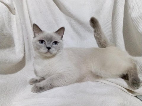British shorthair (hamile bir dişi)