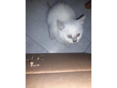 Erkek blue point kedimiz