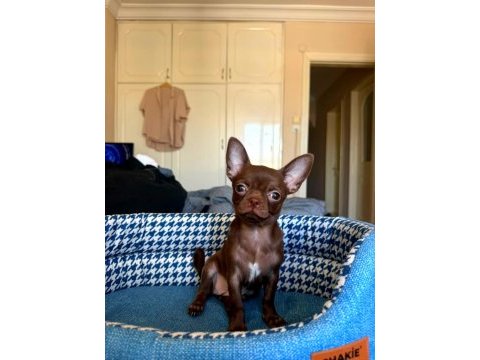 2,5 aylık dişi teacup chihuahua yavrusu