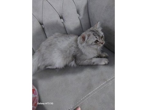 British longhair dişi diye aldık erkek çıktı