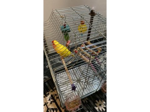 Erkek cennet papağanı kafesiyle birlikte