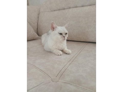 British shorthair