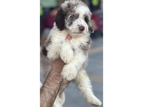 Trde nadir bulunan irklardan ausiee doodle yavrumuz