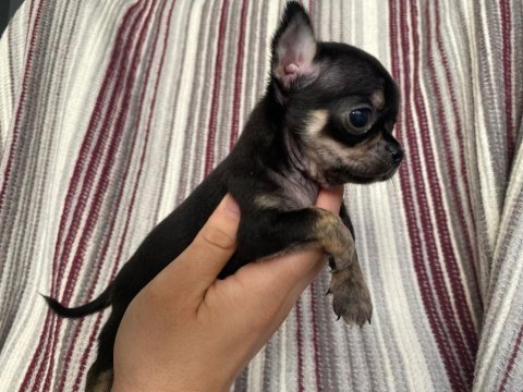 Safkan chıhuahua yavru köpekleri