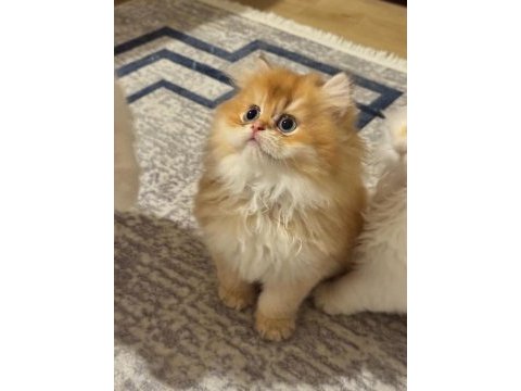 Golden british longhair yavrumuz gelmiştir
