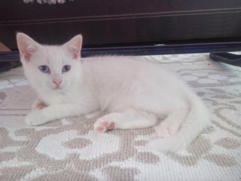 Yavru erkek british shorthair