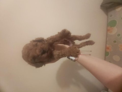 F1 maltipoo dişi dünya güzeli