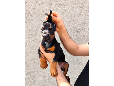 Anne baba fci kif a şecere doberman yavruları