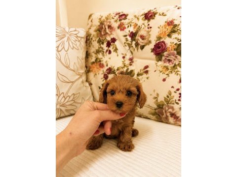 Micro teacup maltipoo