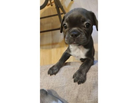 Sahiplendirme french bulldog