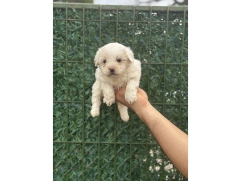 Maltipoo köpeği yavrularım