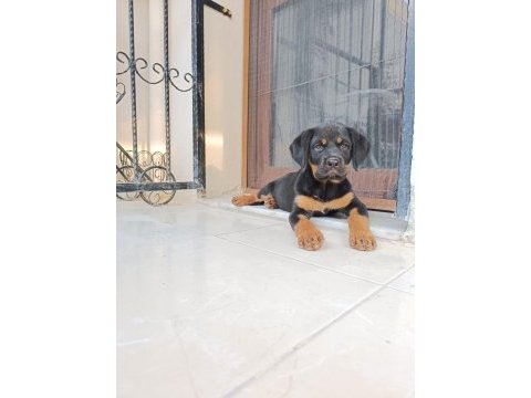 Rottweiler yavru
