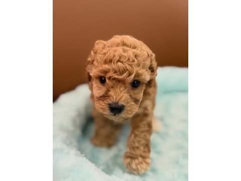 Sevimli maltipoo yavruları