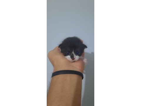 3 adet yavru 1.5 haftalık scottish fold