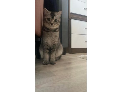 Kedimizi çiftleştirme ilanı