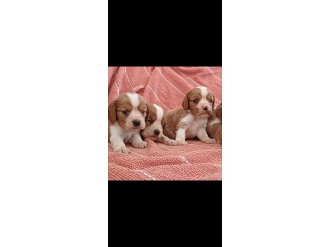 Mükemmel a kalite cavalier king charles yavrularımız