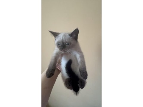 Scottish fold yavrularımız