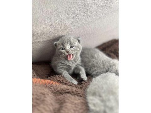 Erkek british shorthair sağlıklı oyuncu