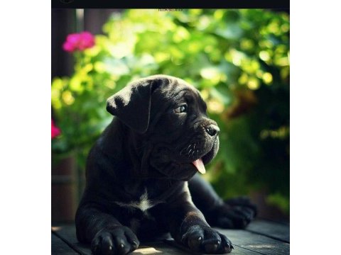 Asil cane corso yavrular