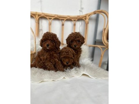 Toy poodle bebekler