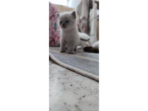 British shorthair karne hediyesi kediler