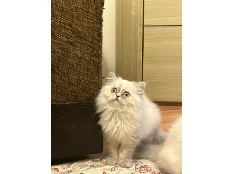 Yavrumuz 08.08.2023 dişi british longhair iç-dış