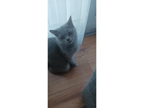 Scottish fold anne ve yavru sahiplendirilecektir
