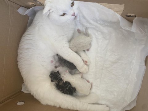 Scottish fold kızımızı sahiplendirmek zorundayız