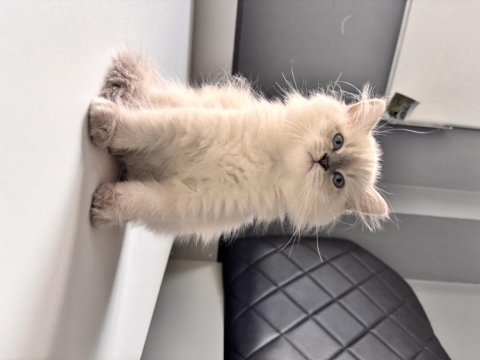 2,5 aylık erkek british longhair yavrumuz
