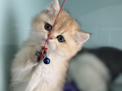 Çok özel son dişi golden british shorthair yavrumuz