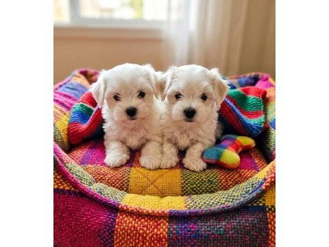 Maltese terrier minik bebekler