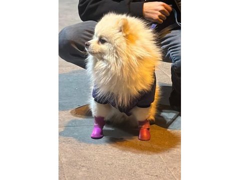 Pomeranian boo 1 yaşında