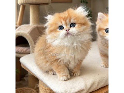 Prenses british longhair kız
