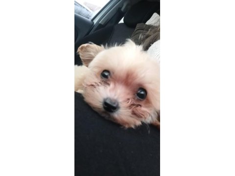 Aşıları yapılmıştır maltipoo