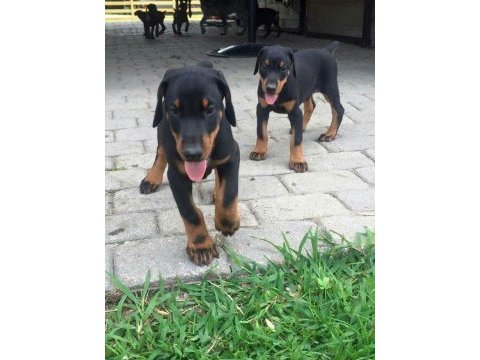 Kalite ve heybetin birlieştiği tek cins doberman